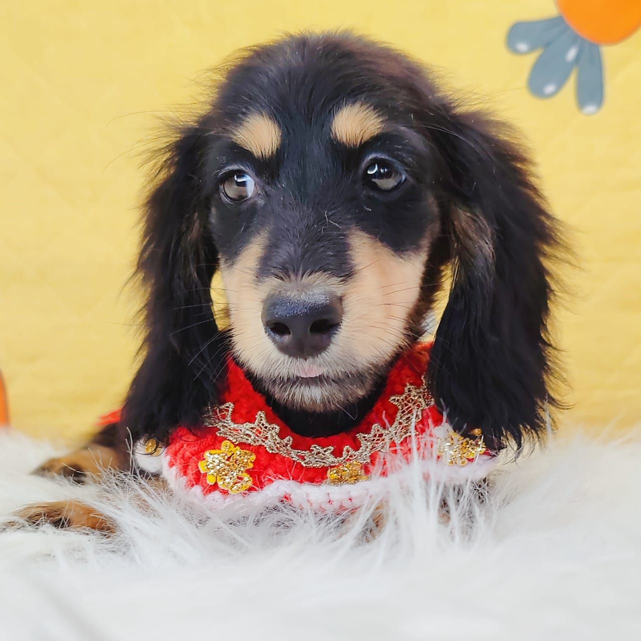 Dachshund 腊肠狗