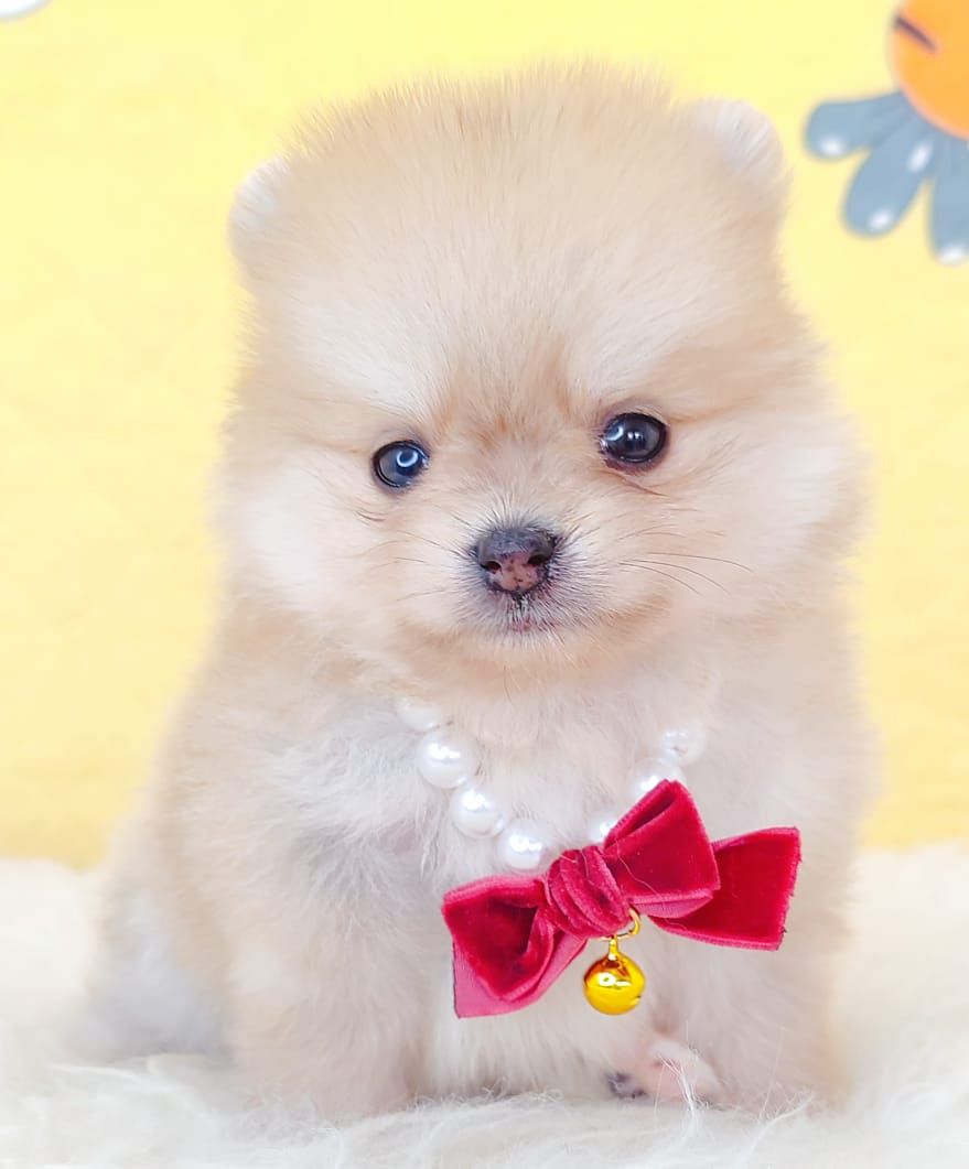 Pomeranian 博美