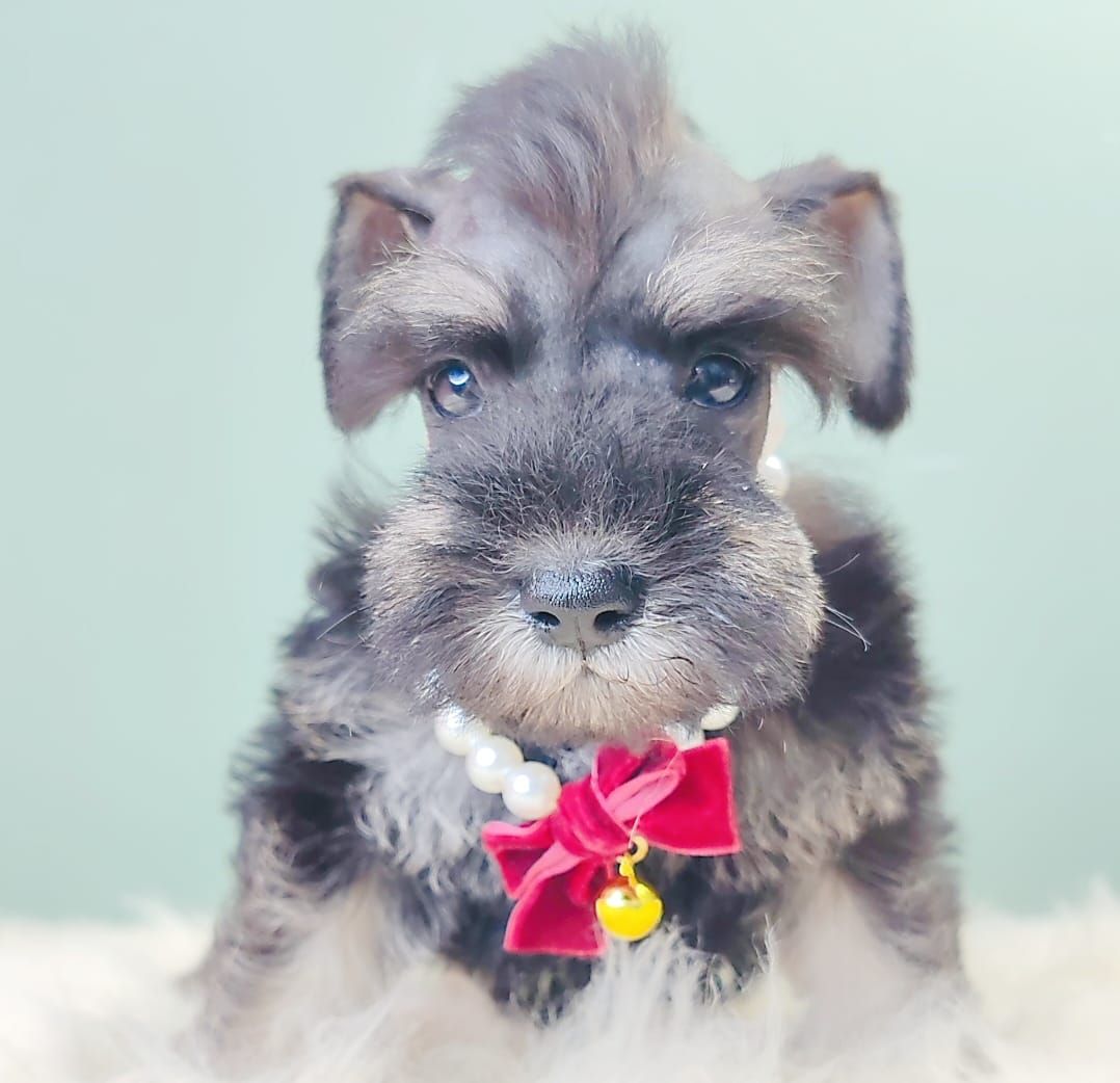 Schnauzer 雪纳瑞