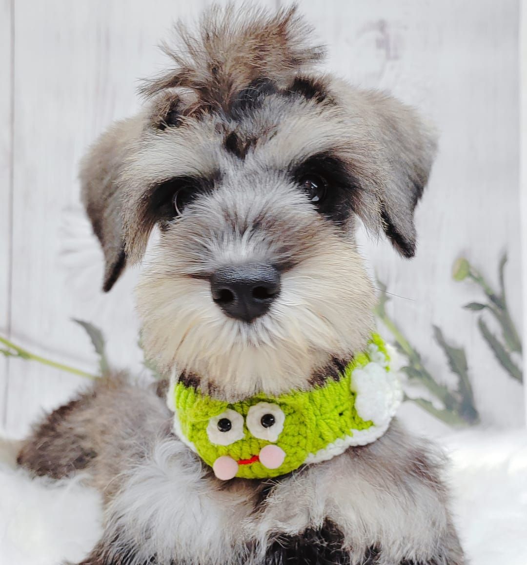 Schnauzer 雪纳瑞