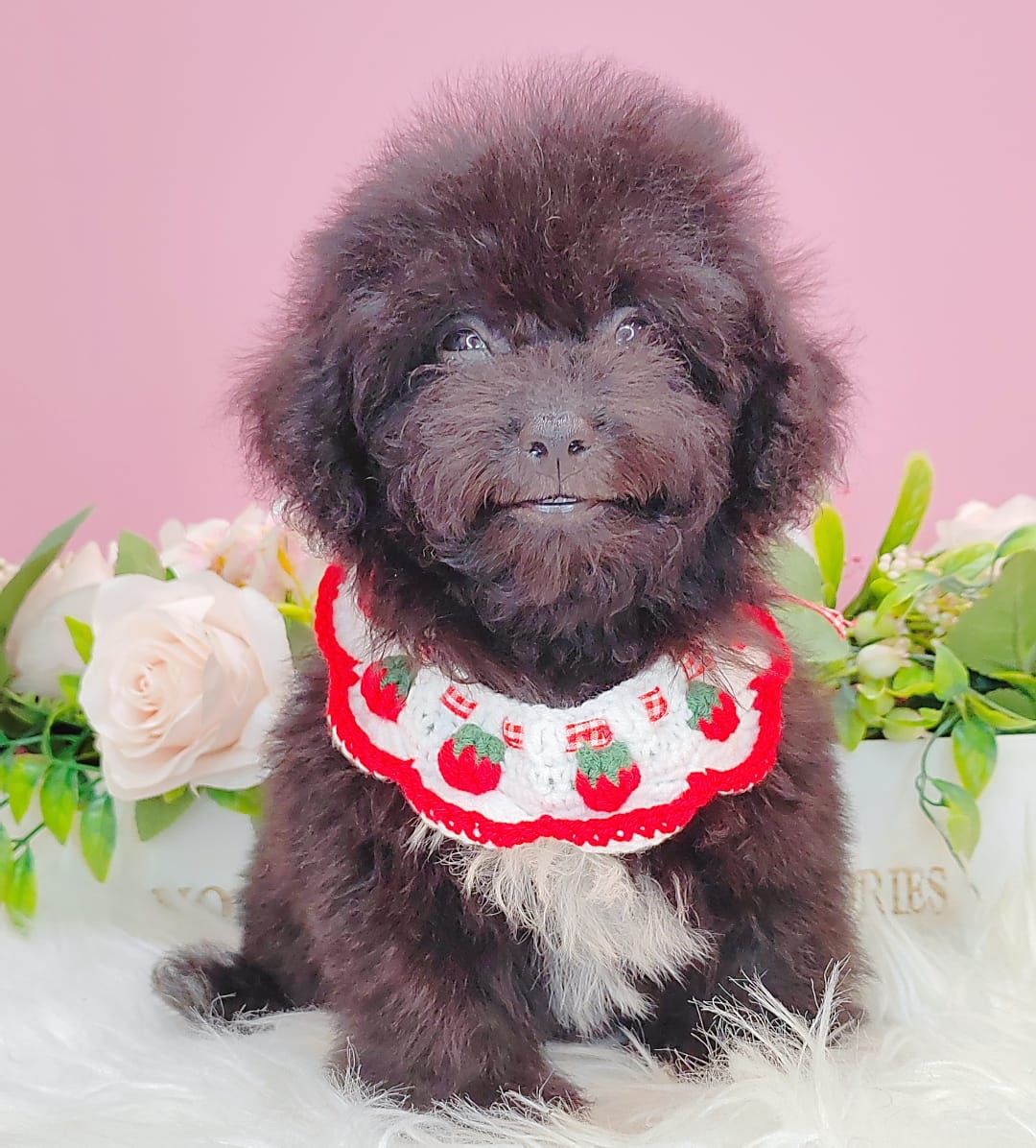 Poodle 娉拌开璐靛