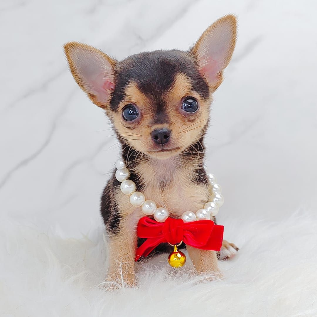 Chihuahua 吉娃娃