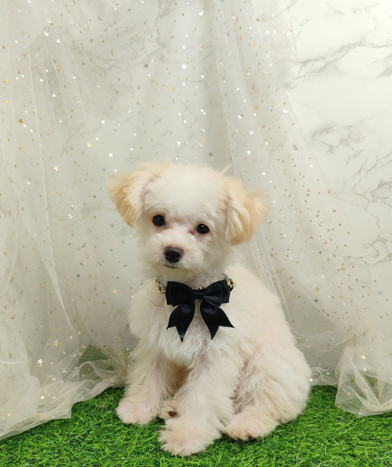 Poodle 娉拌开璐靛