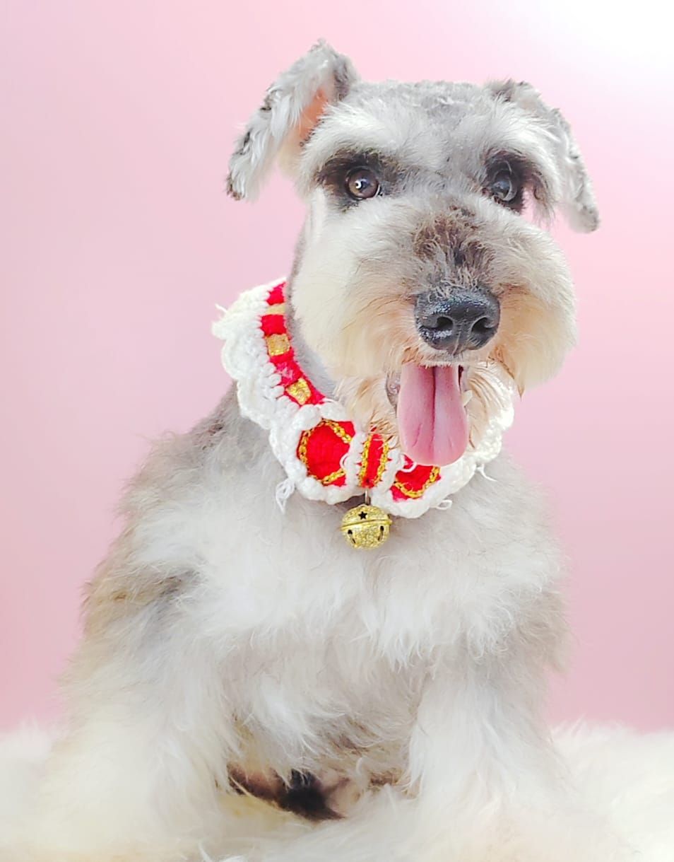 Schnauzer 雪纳瑞