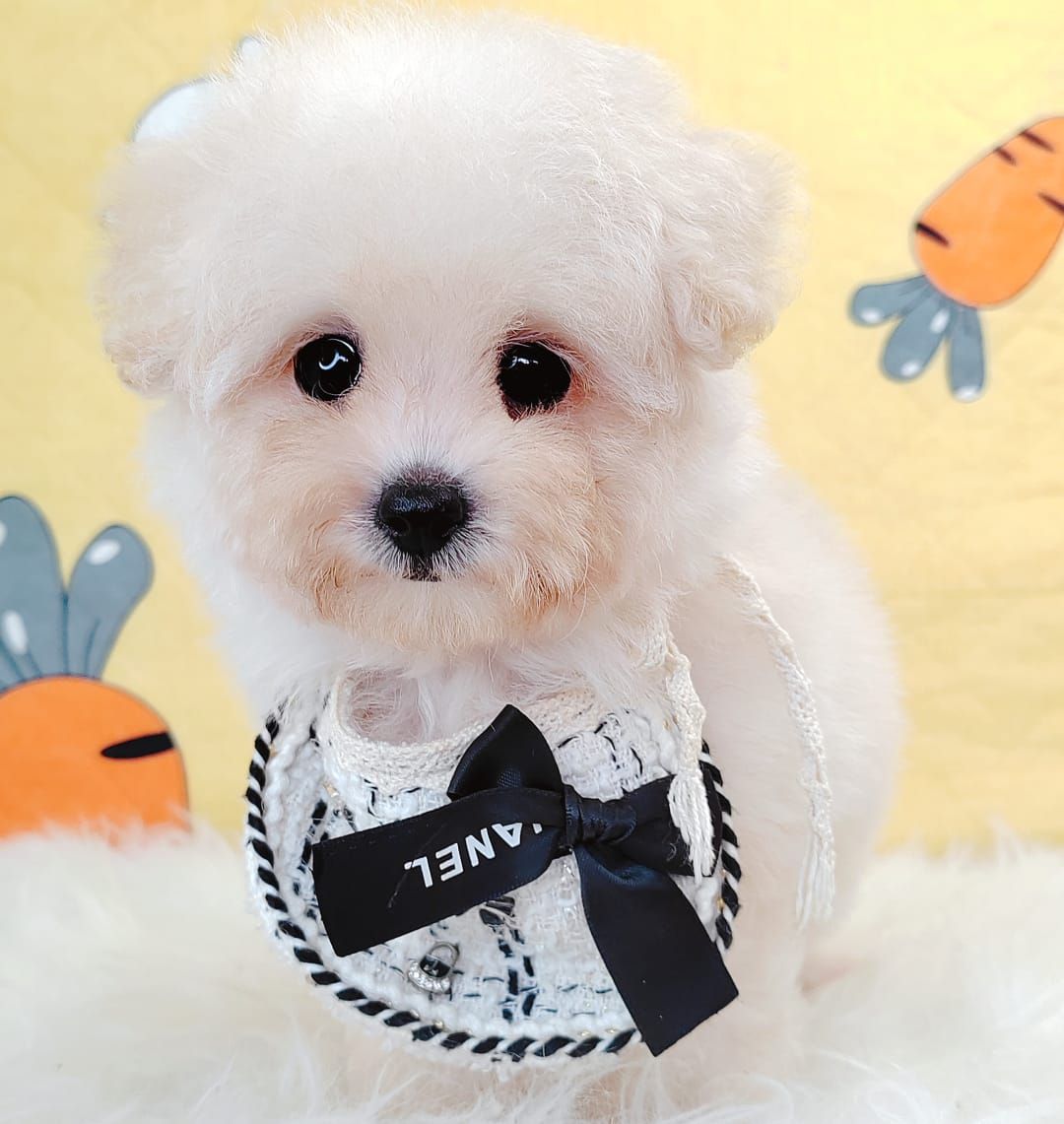 Bichonpoo 泰迪熊