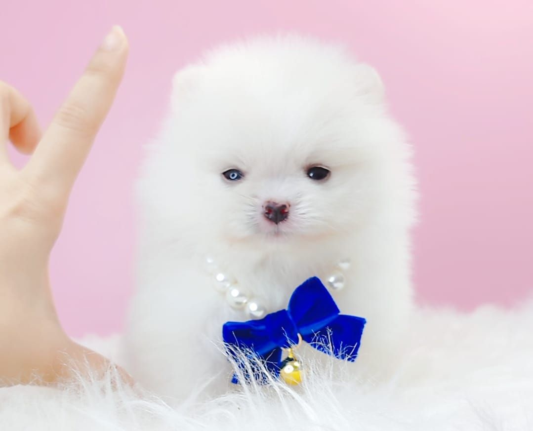 Pomeranian 博美