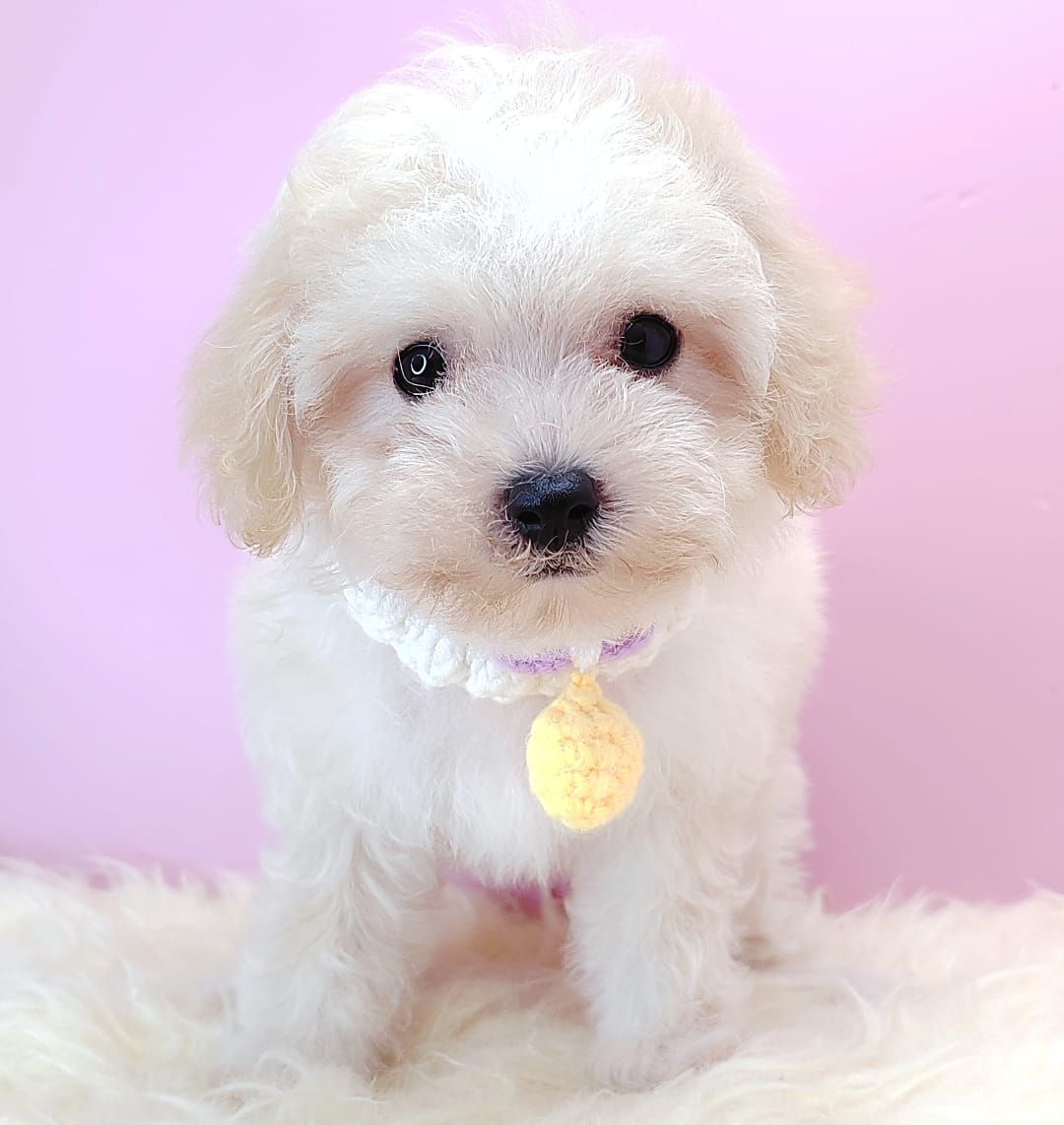 Poodle 娉拌开璐靛