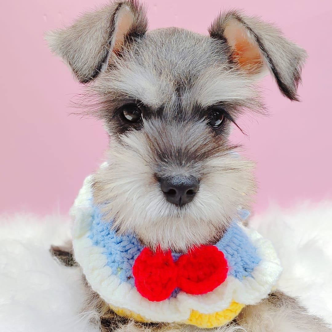 Schnauzer 雪纳瑞