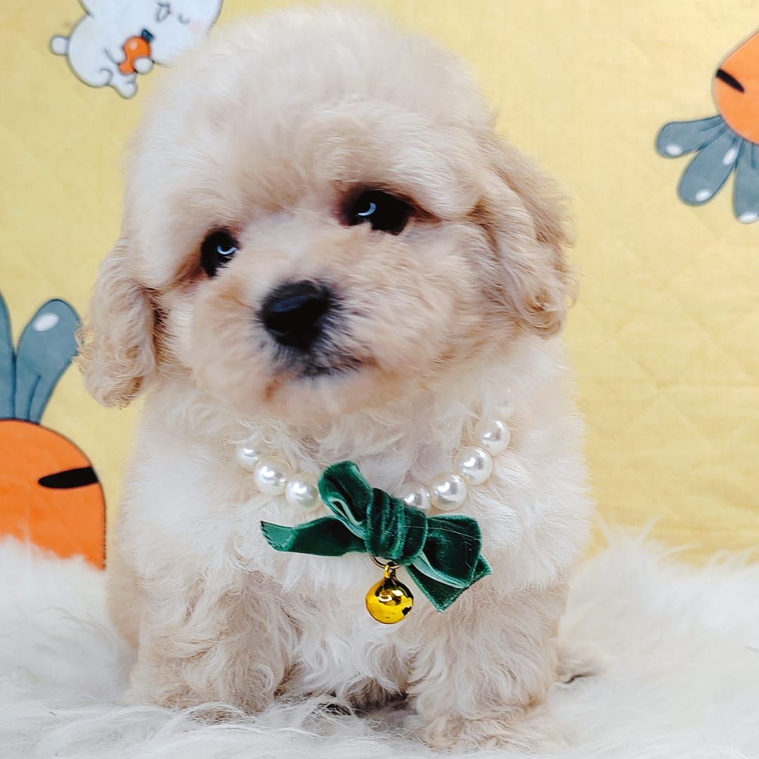 Maltipoo 马尔泰迪