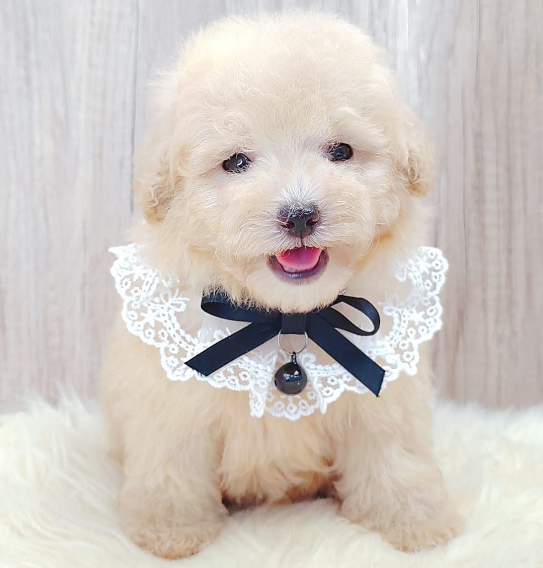 Poodle 娉拌开璐靛