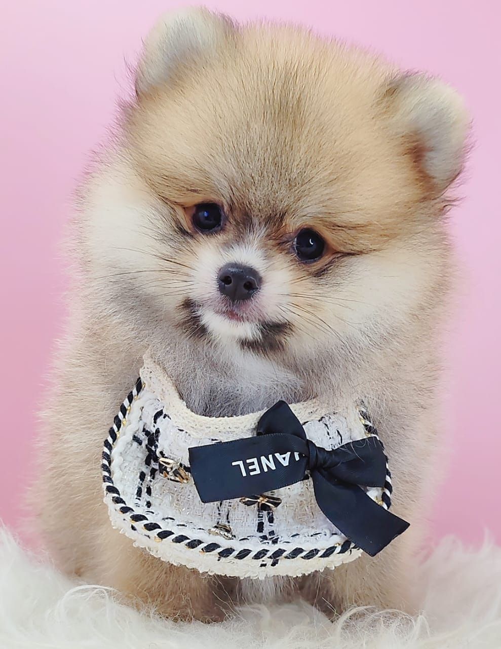 Pomeranian 博美