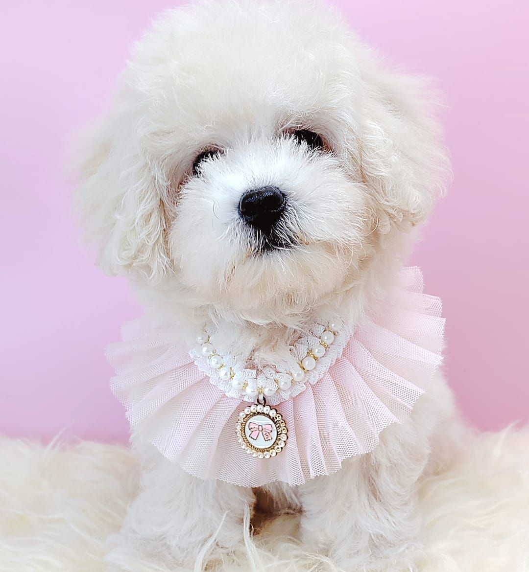 Poodle 娉拌开璐靛