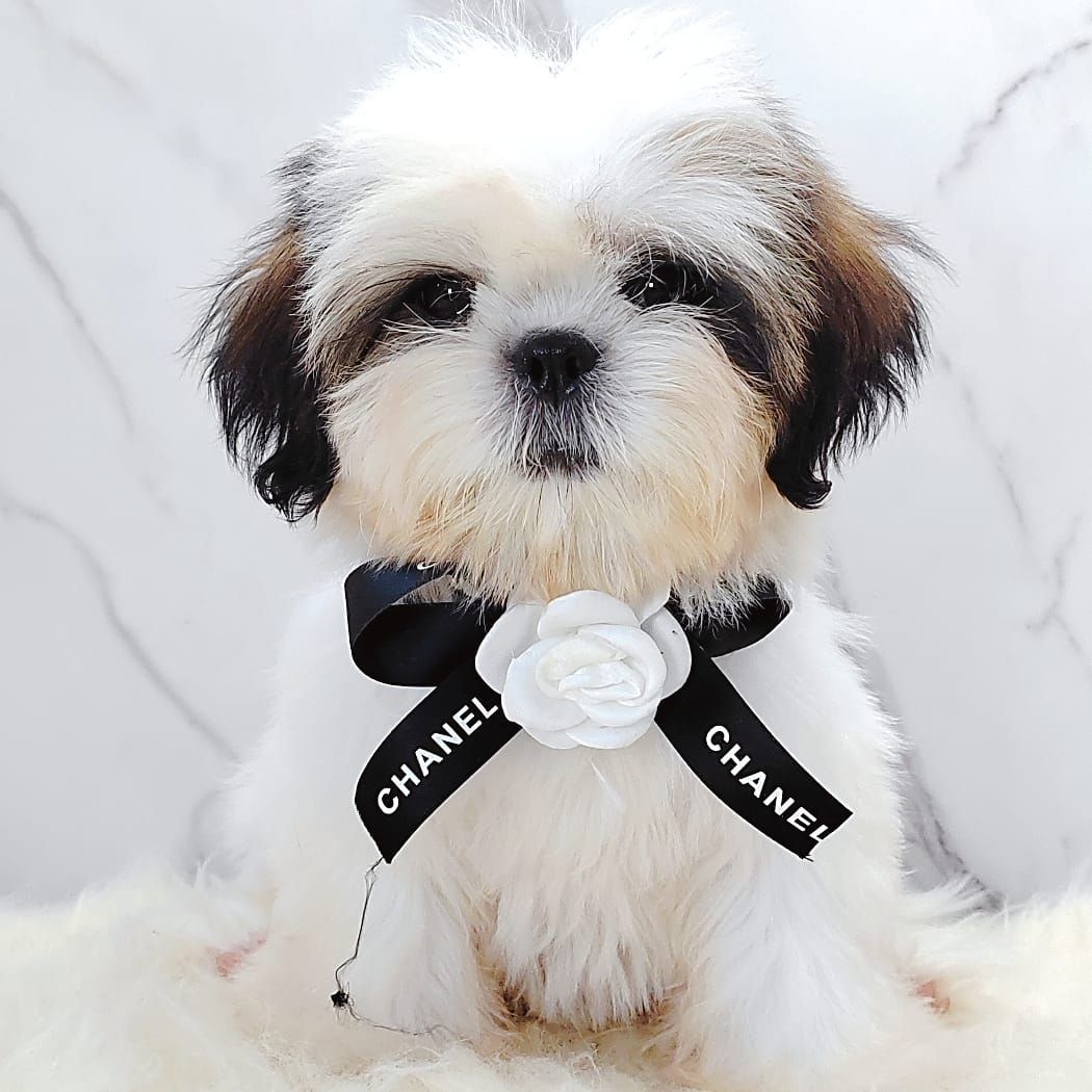 Shih Tzu 西施