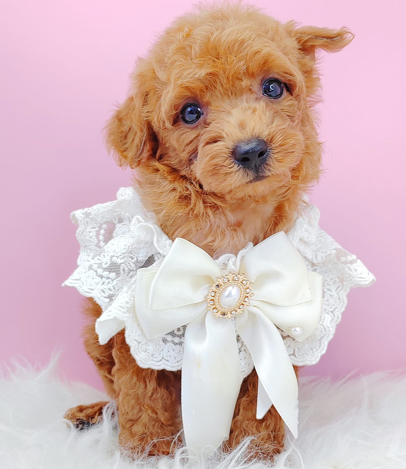 Poodle 璐靛娉拌开