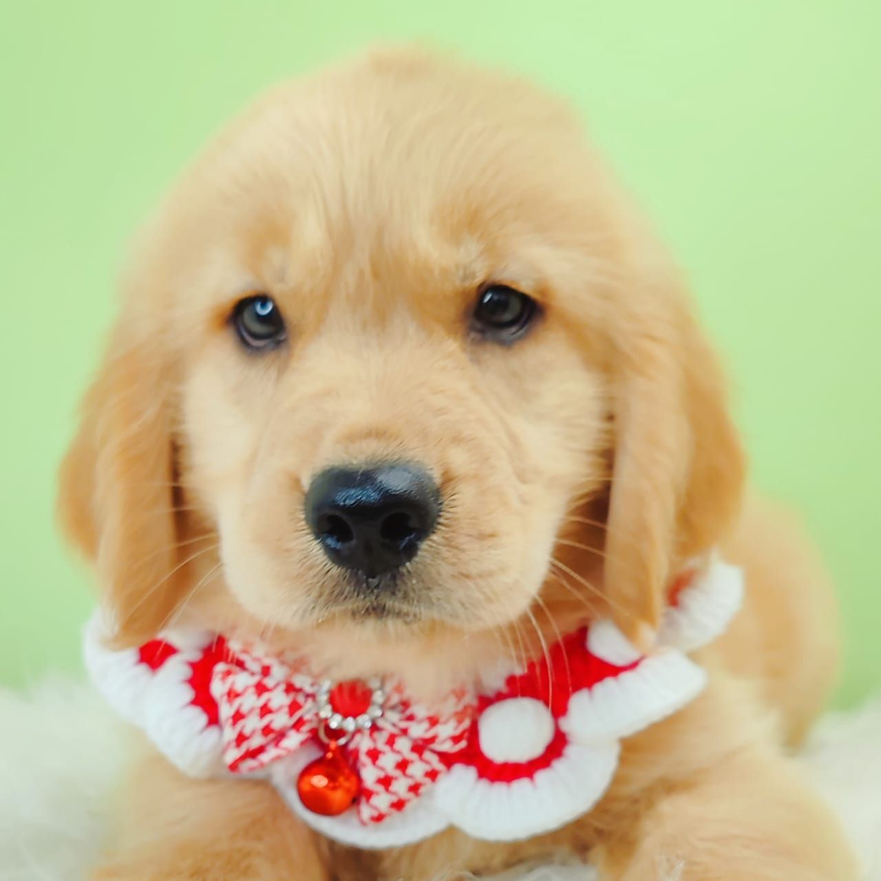 Golden Retriever 黄金猎犬