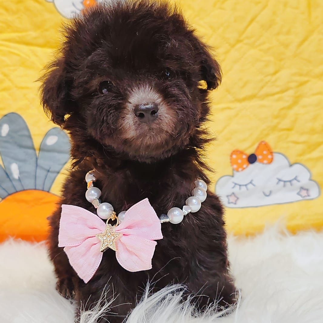 Poodle 娉拌开璐靛