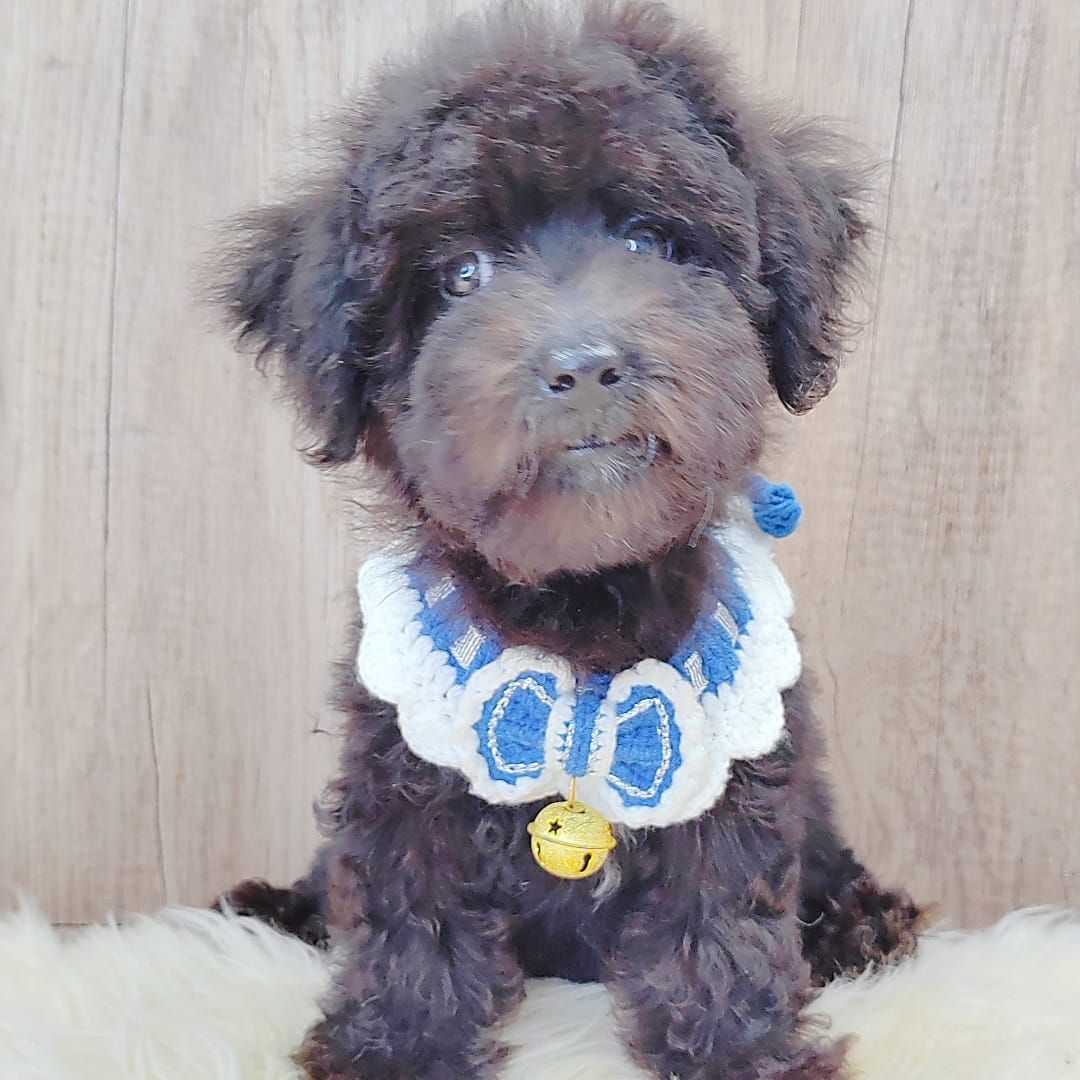 Poodle 娉拌开璐靛