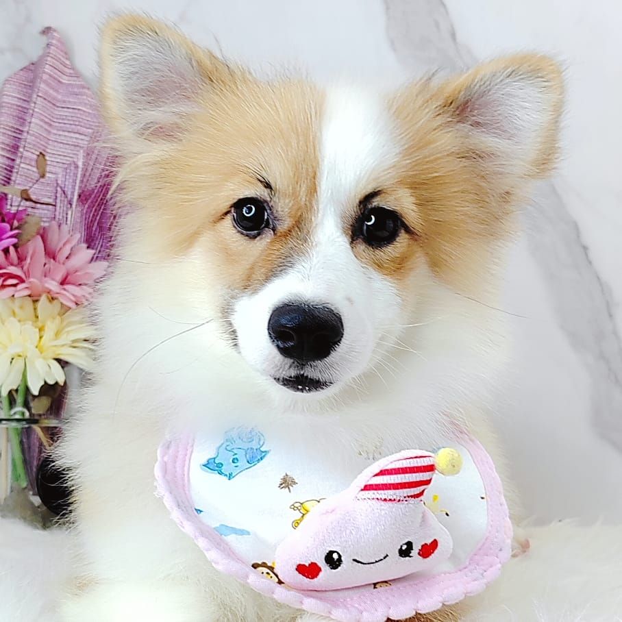 Welsh Corgi 柯基
