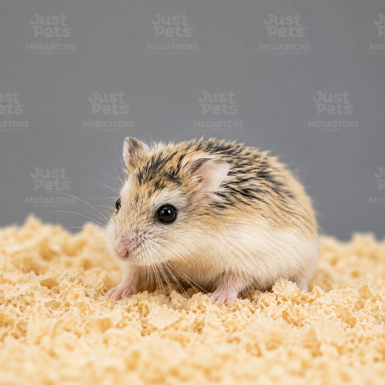 ROBOROVSKI AGOUTI
