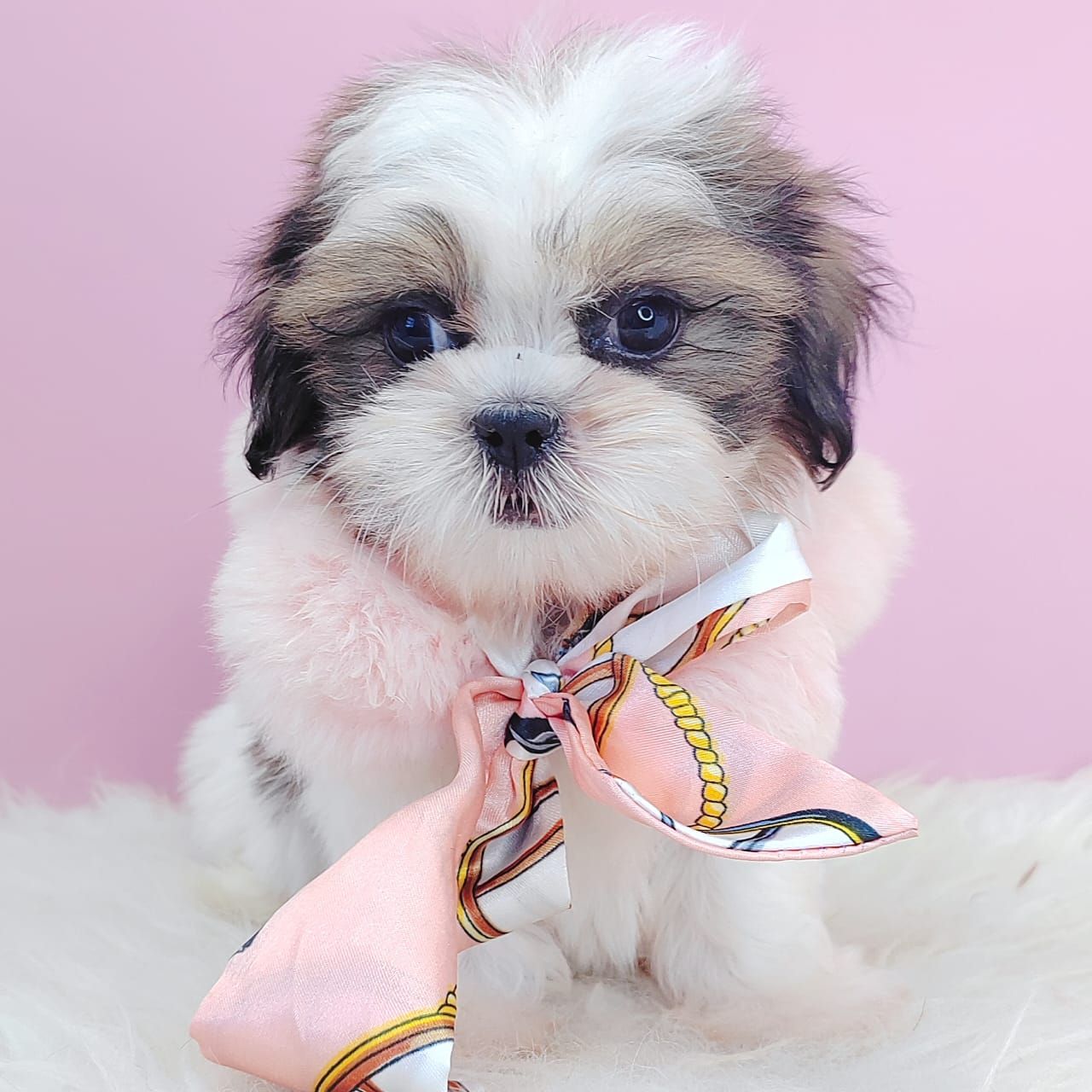 Shih Tzu 西施