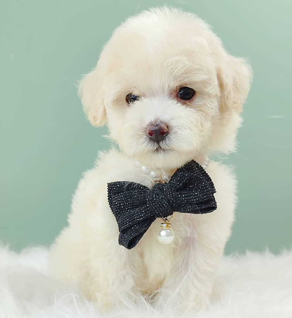 Maltipoo 马尔泰迪