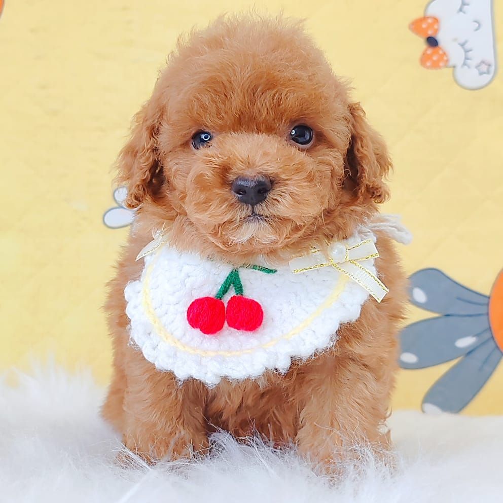 Poodle 娉拌开璐靛