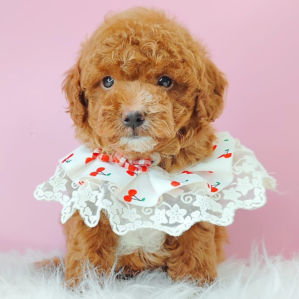 Poodle 娉拌开璐靛