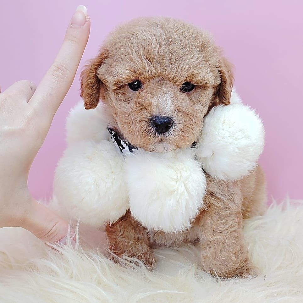 Poodle 娉拌开璐靛