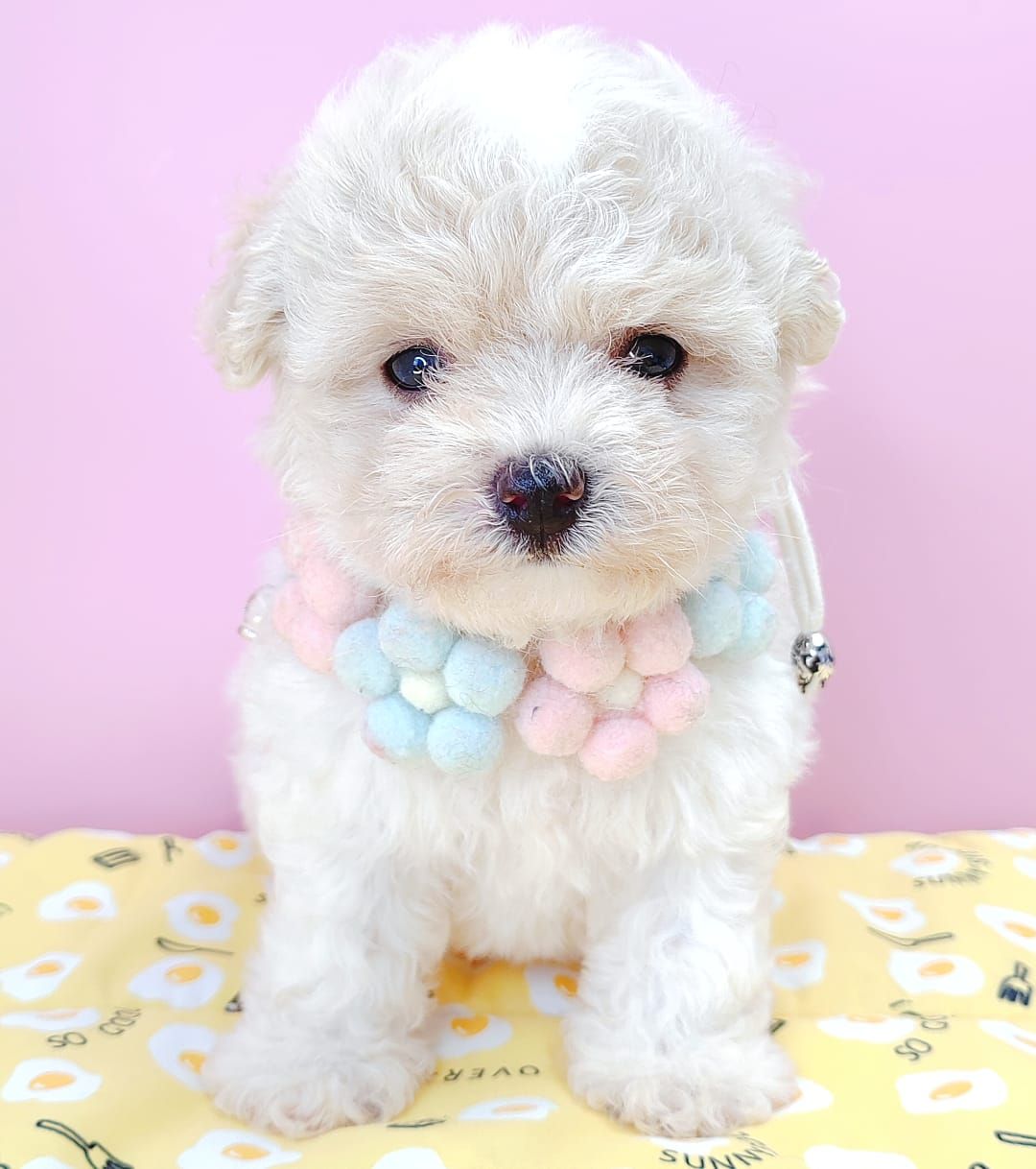 Poodle 娉拌开璐靛