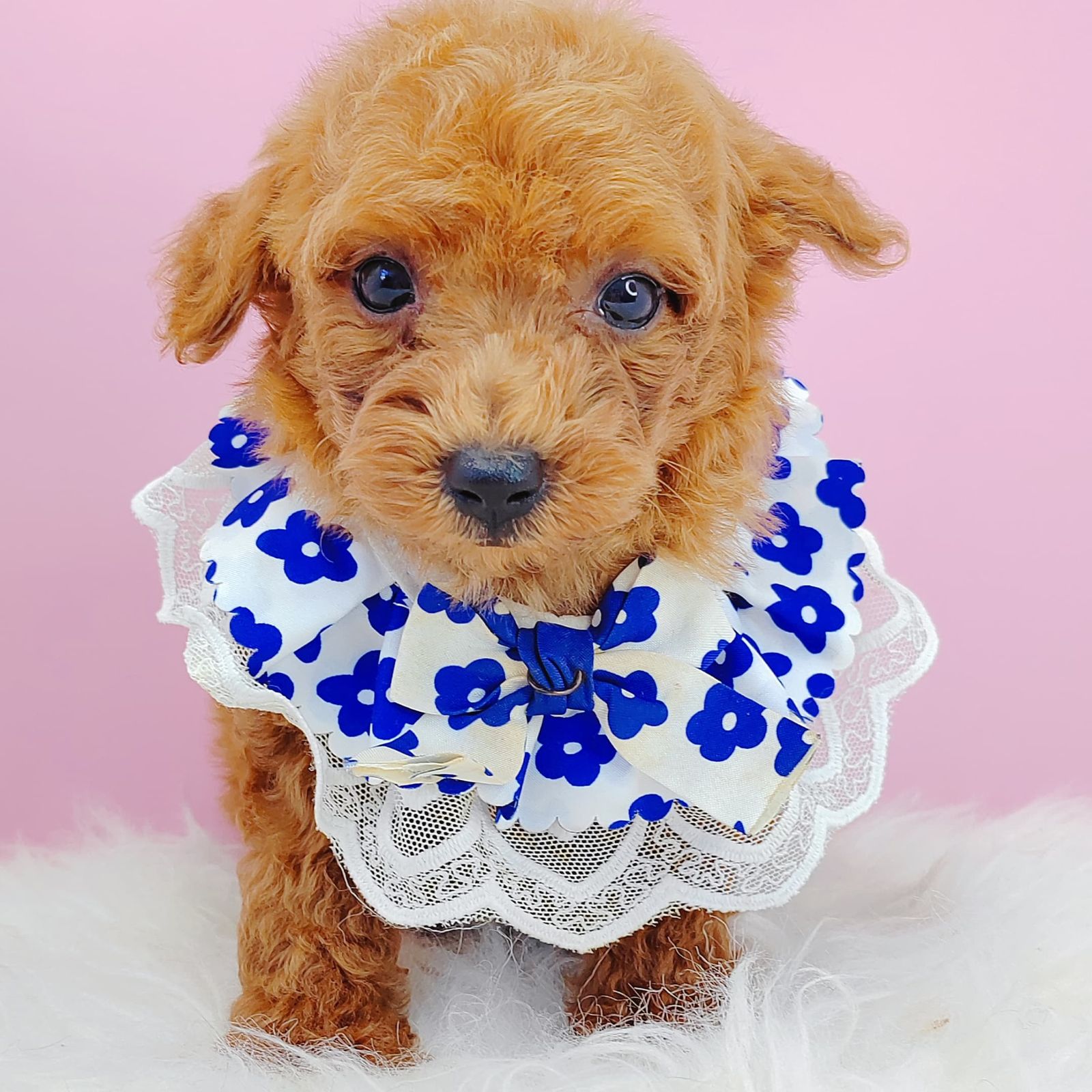Poodle 璐靛娉拌开