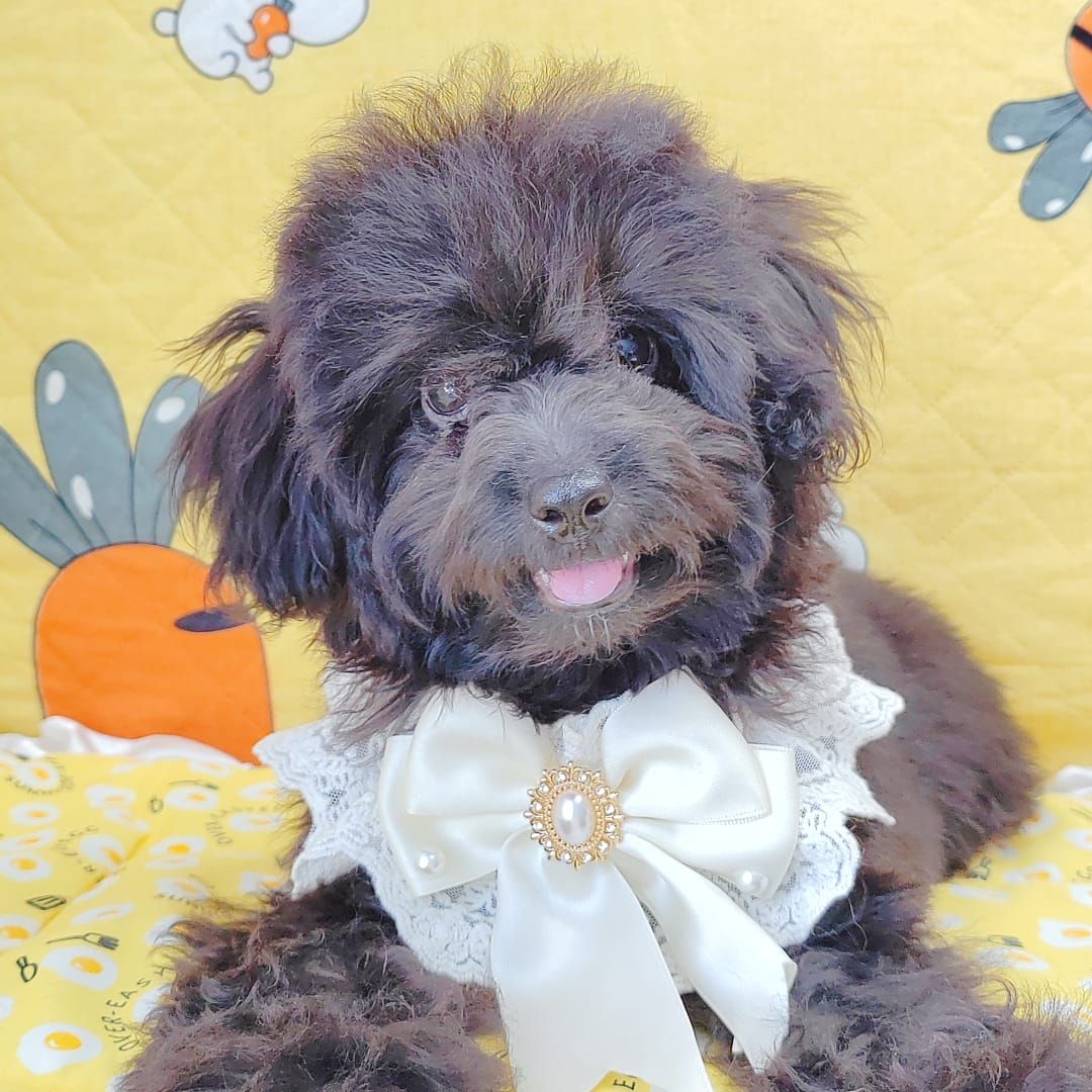 Poodle 娉拌开璐靛