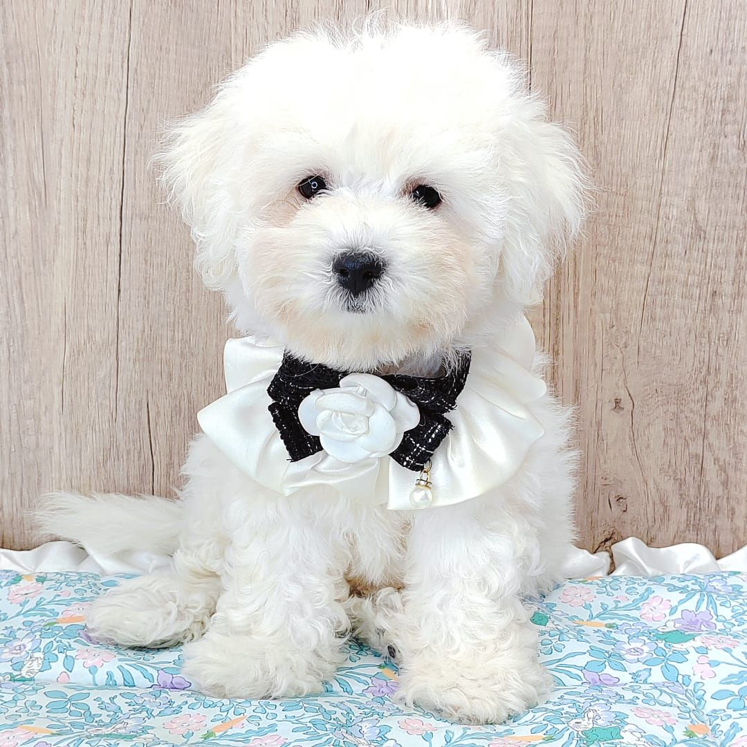 Bichon Frise 比熊