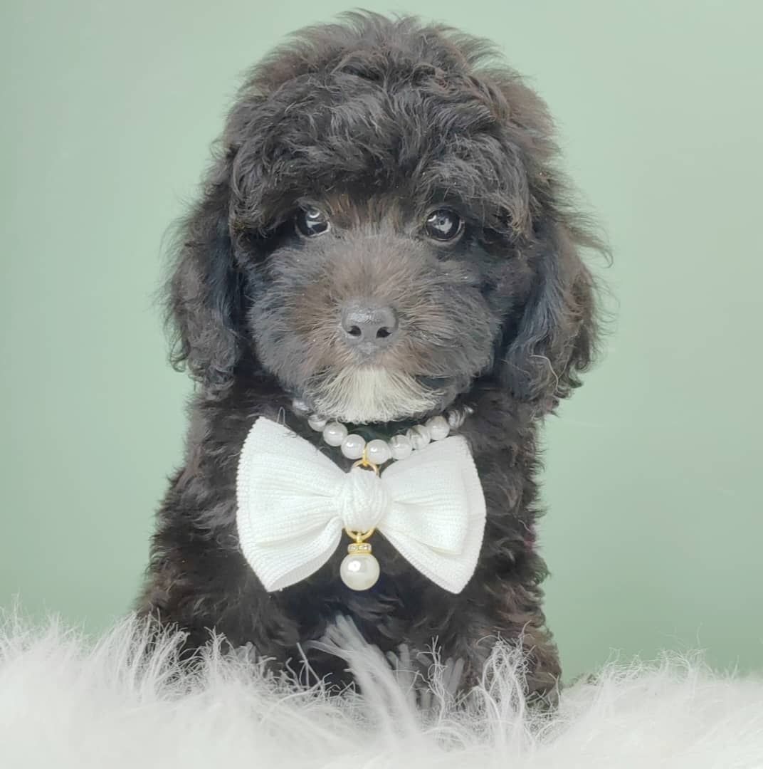 Poodle 娉拌开璐靛