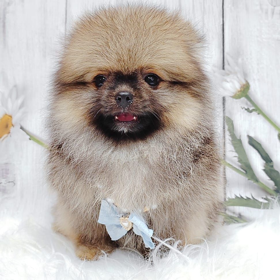 Pomeranian 博美
