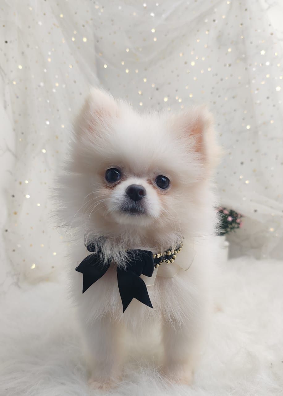 Pomeranian 博美