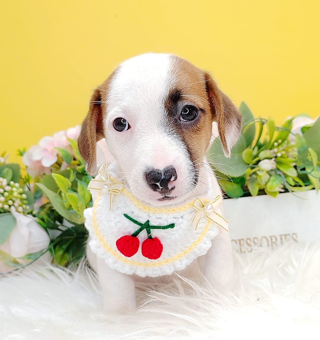 Jack Russell Terrier 杰克罗素梗