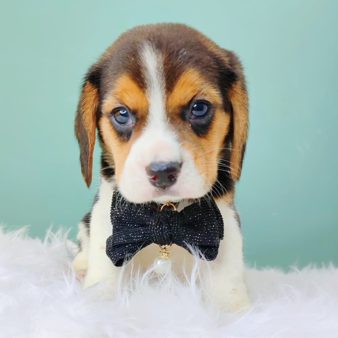 Beagle 米格鲁