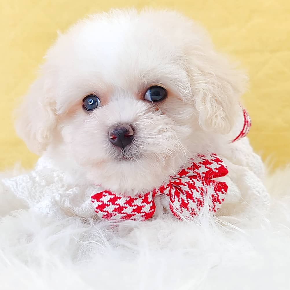Poodle 娉拌开璐靛