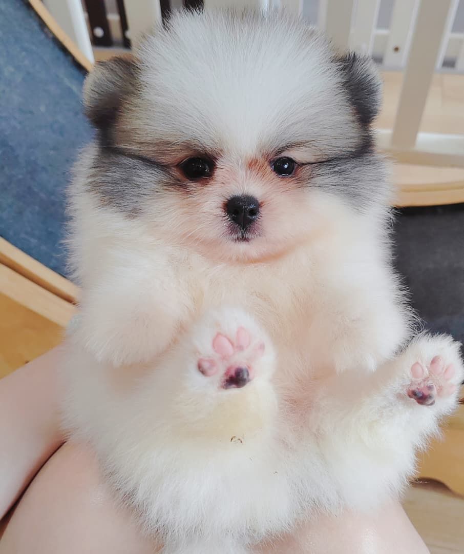 Pomeranian 博美