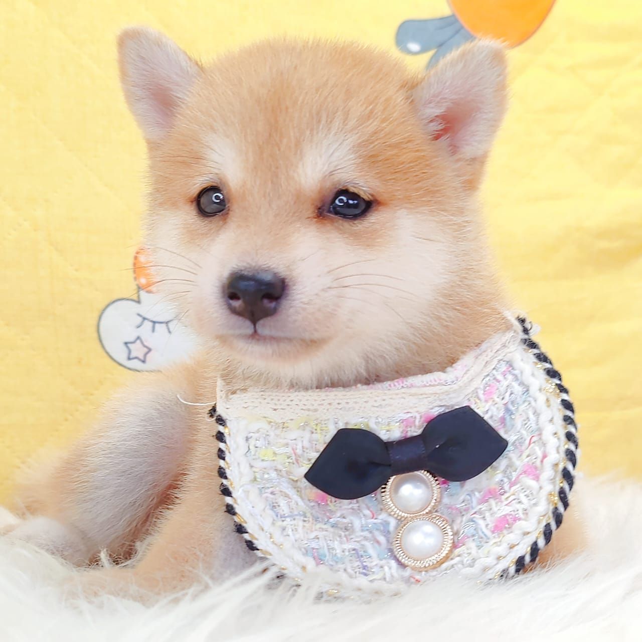 MameShiba Inu 豆柴柴犬