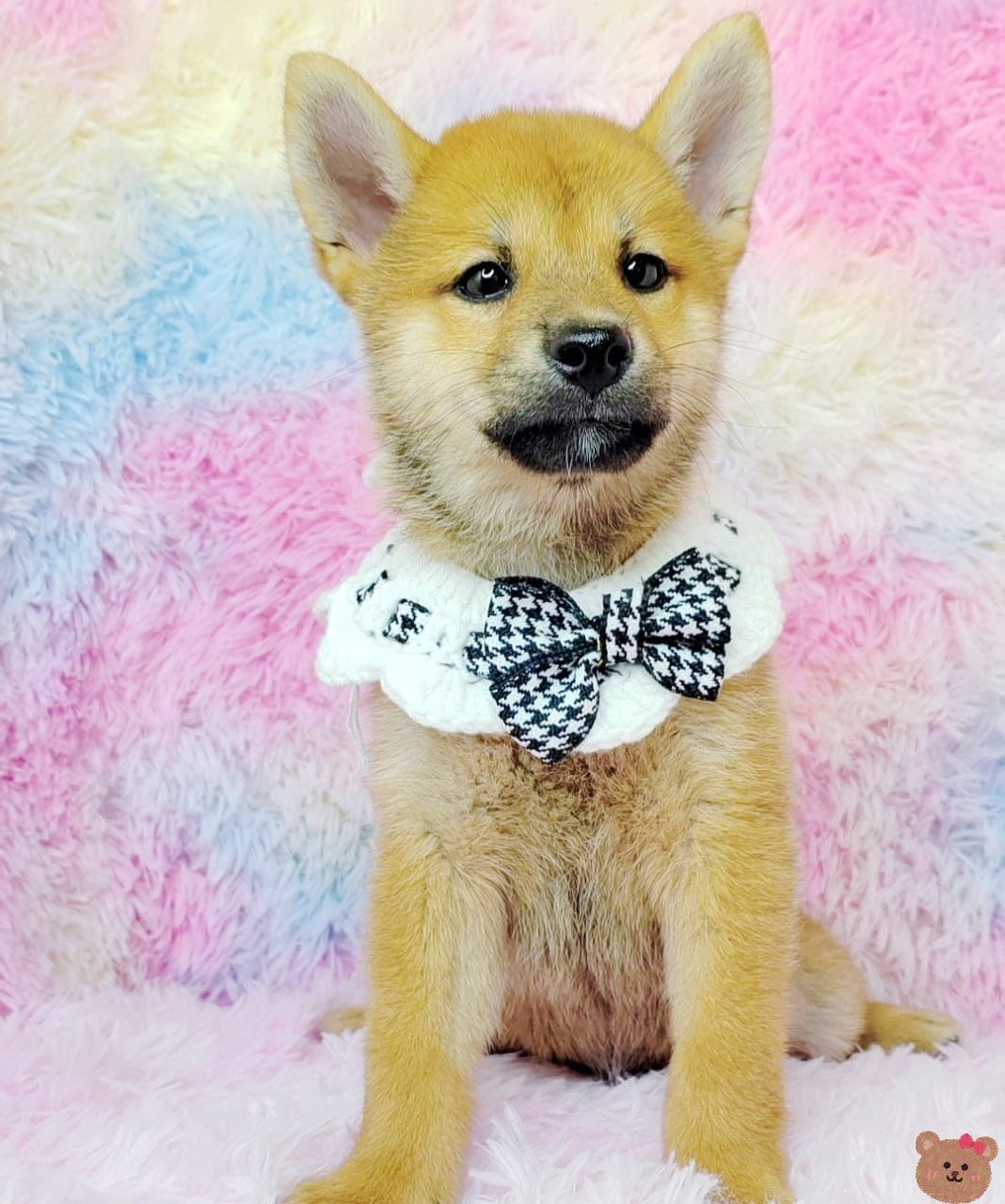 Shiba inu 柴犬