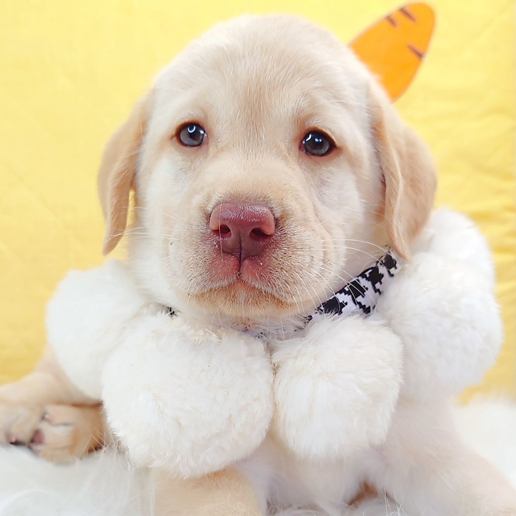 Labrador Retriever 拉布拉多