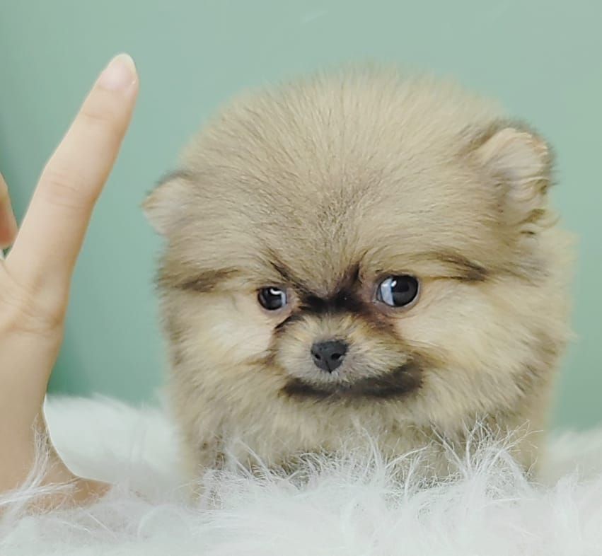 Pomeranian 博美