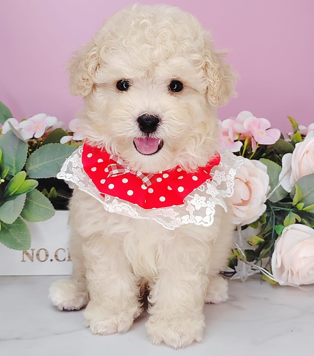 Poodle 娉拌开璐靛