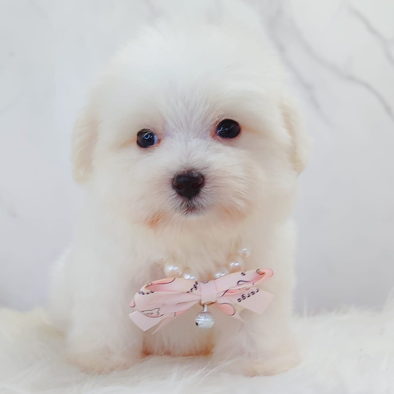 Maltipoo 马尔泰迪