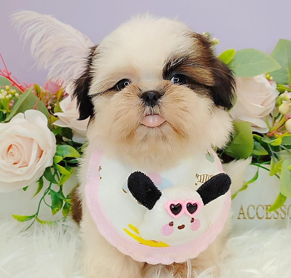  Shih Tzu 西施