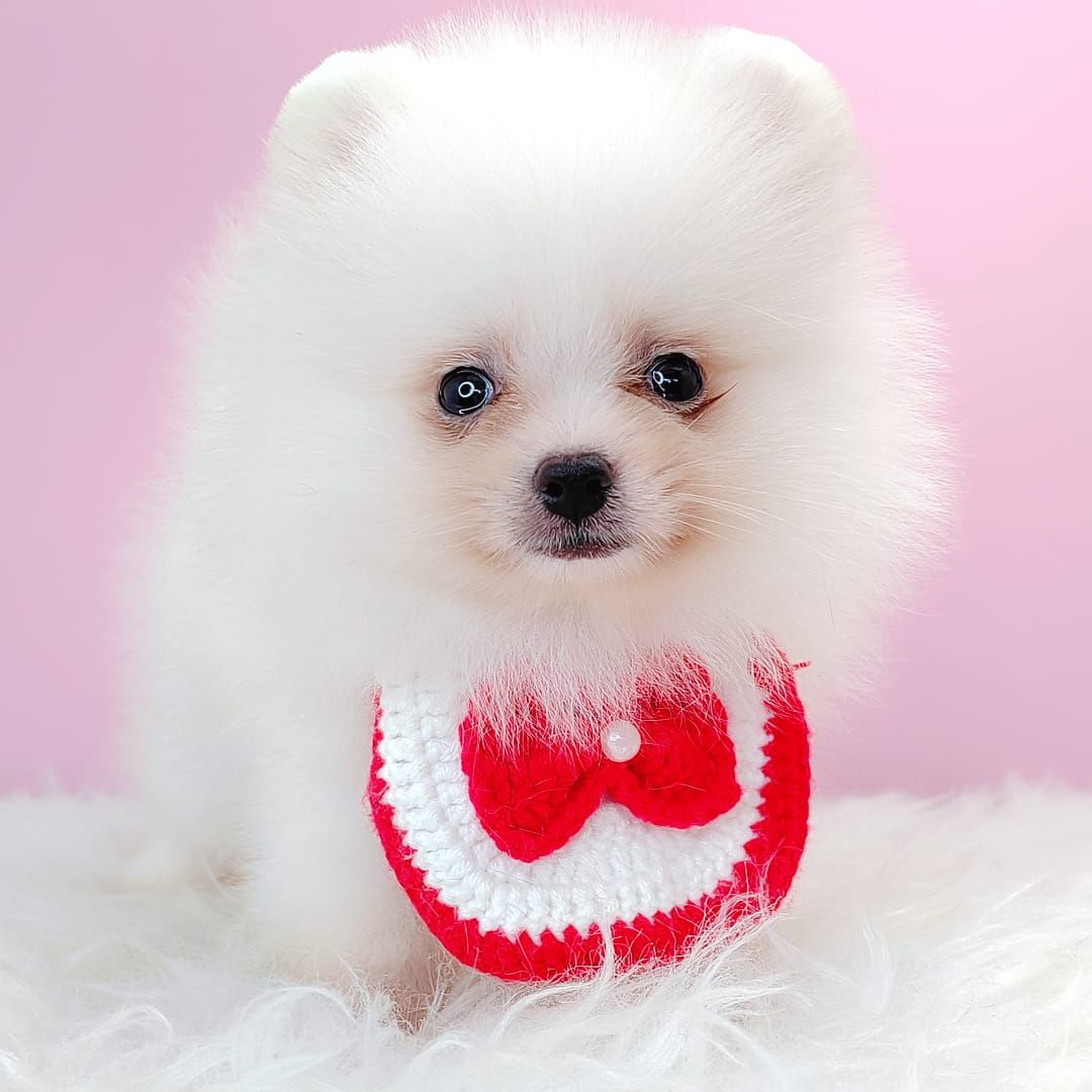 Pomeranian 博美