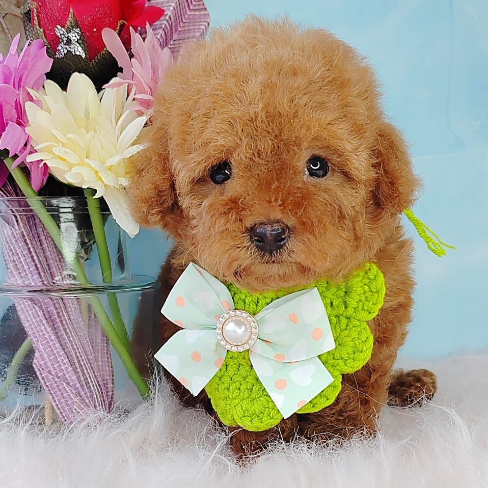 Poodle 娉拌开璐靛