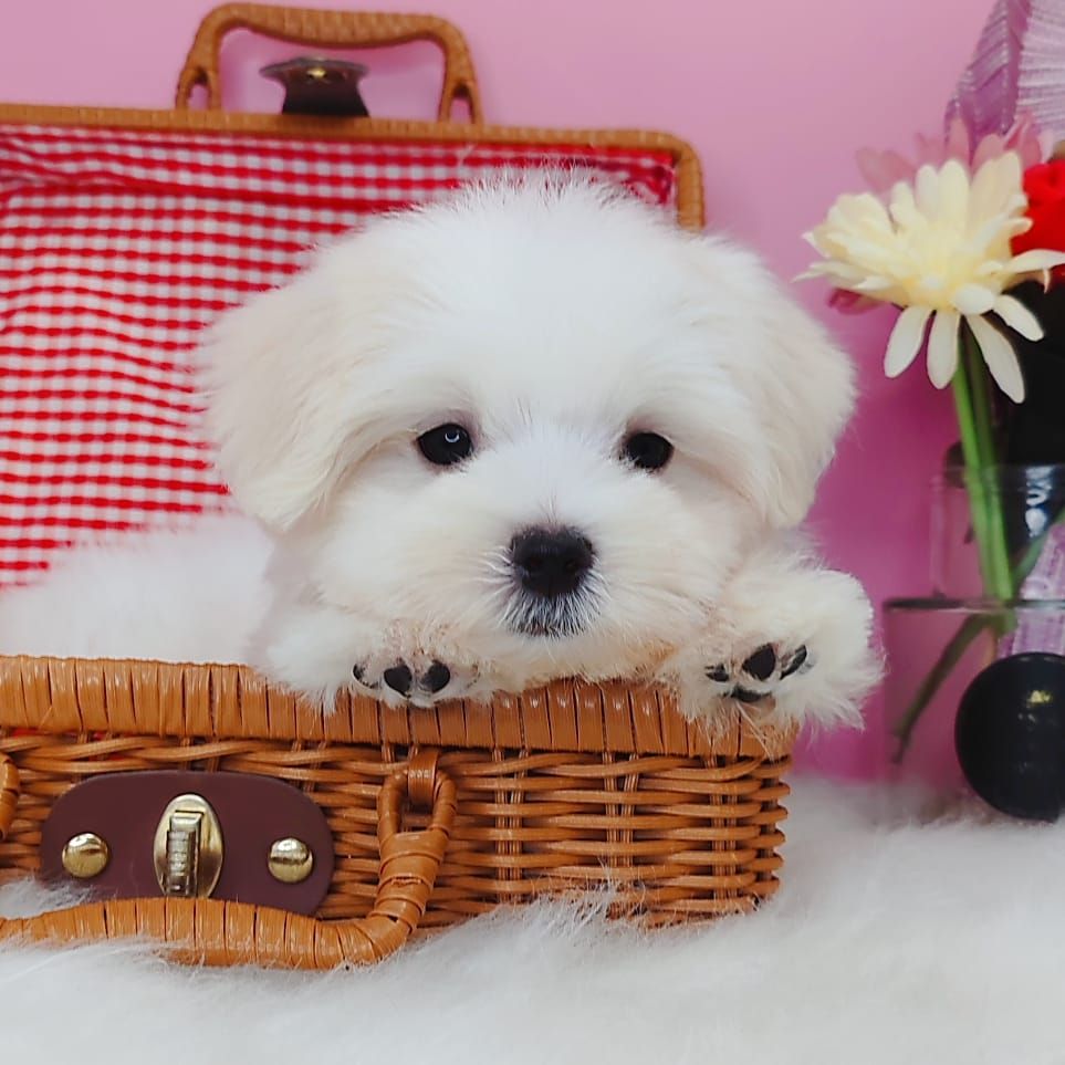 Maltese 马尔济斯