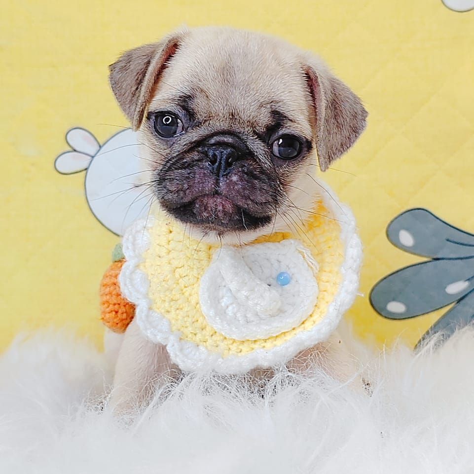 Pug 巴哥